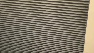 Muscular dog masturbates his uncut testicles